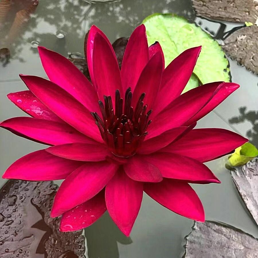 💐The Sacred Bonsai Bowl Lotus Flower Seeds