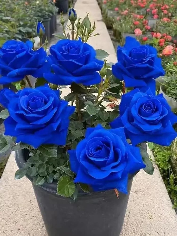 💙BLUE ENCHANTRESS ROSE SEEDS✨