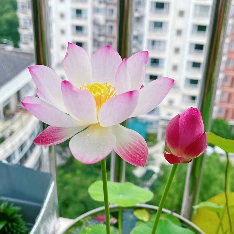 💐The Sacred Bonsai Bowl Lotus Flower Seeds
