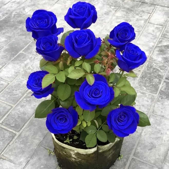💙BLUE ENCHANTRESS ROSE SEEDS✨