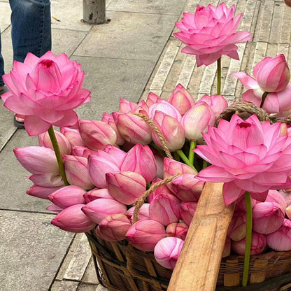 💐The Sacred Bonsai Bowl Lotus Flower Seeds