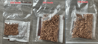 🌹Climbing Vine Rose Flower Seeds