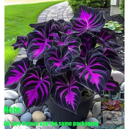🎁2025 Special Offer🍃 Rare Coleus Flower Seeds🌿