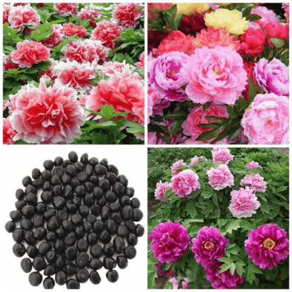 🔥🌺THE QUEEN OF FLOWERS—DOUBLE PETALED PIANI SEEDS