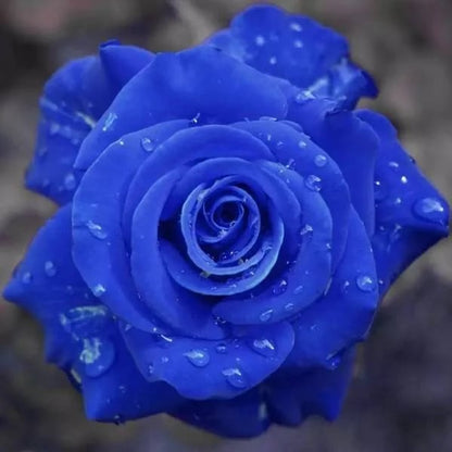 💙BLUE ENCHANTRESS ROSE SEEDS✨