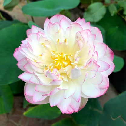 💐The Sacred Bonsai Bowl Lotus Flower Seeds