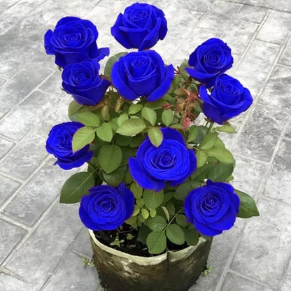💙BLUE ENCHANTRESS ROSE SEEDS✨